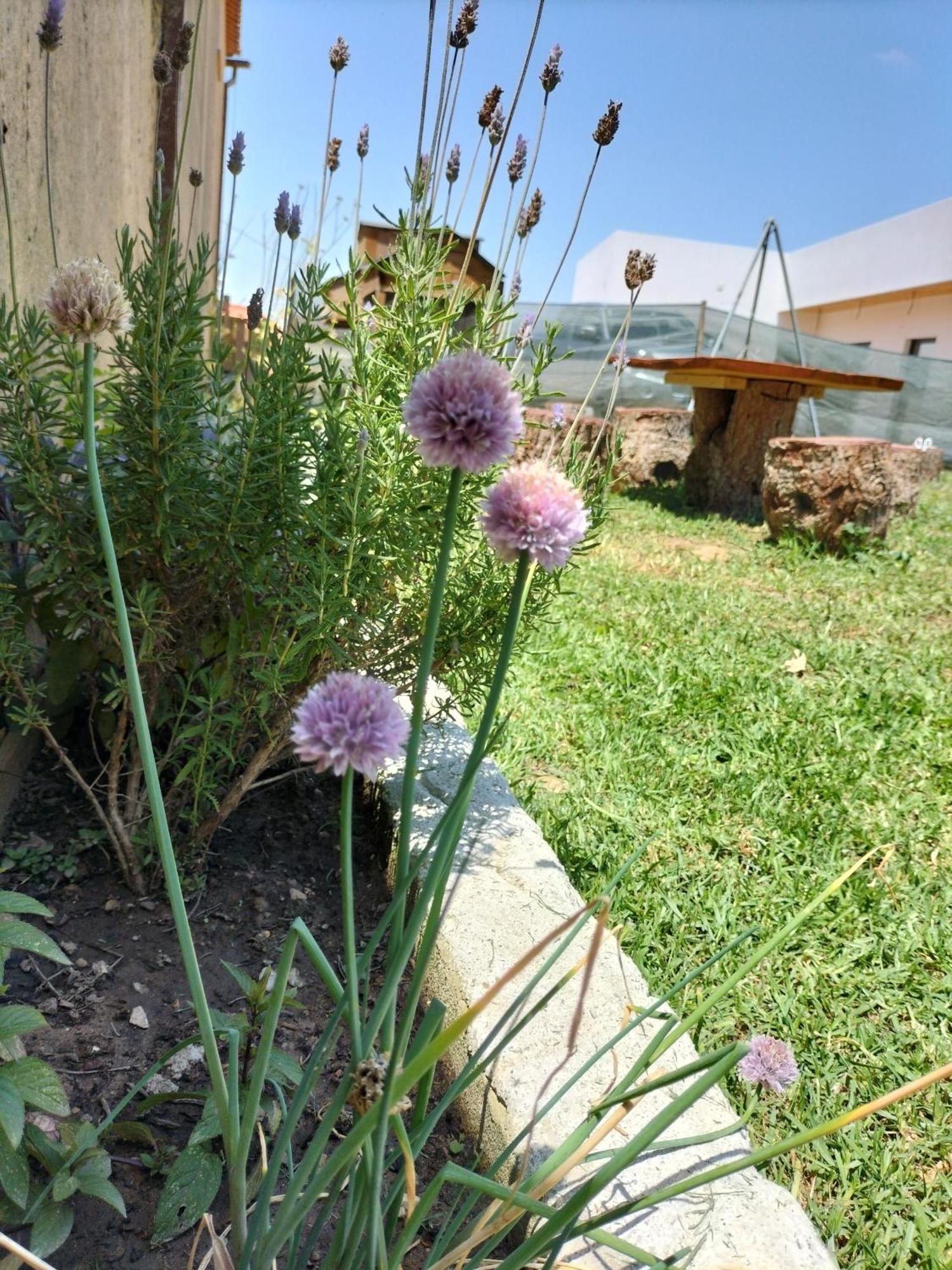 Dinocamp Pension Lourinhã Buitenkant foto